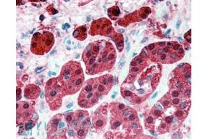 ABIN185729 (5µg/ml) staining of paraffin embedded Human Adrenal Gland. (PEBP1 Antikörper  (Internal Region))