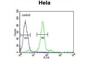 Flow cytometric analysis of Hela cells using Folate receptor alpha Antibody (N-term) Cat. (FOLR1 Antikörper  (N-Term))