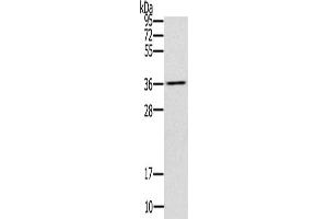 Gel: 10 % SDS-PAGE, Lysate: 40 μg, Lane: Mouse liver tissue, Primary antibody: ABIN7192980(UBXN2A Antibody) at dilution 1/200, Secondary antibody: Goat anti rabbit IgG at 1/8000 dilution, Exposure time: 10 seconds (UBXN2A Antikörper)