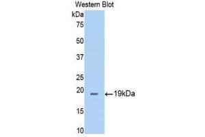 Western Blotting (WB) image for anti-Thrombospondin 1 (THBS1) (AA 327-478) antibody (ABIN1860742) (Thrombospondin 1 Antikörper  (AA 327-478))