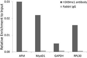 Chromatin immunoprecipitation analysis extracts of 293 cell line, using Monomethyl-Histone H3-K9 antibody (ABIN5969805) and rabbit IgG. (Histone 3 Antikörper  (H3K9me))