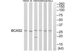 Western Blotting (WB) image for anti-Breast Carcinoma Amplified Sequence 2 (BCAS2) (C-Term) antibody (ABIN1850942) (BCAS2 Antikörper  (C-Term))