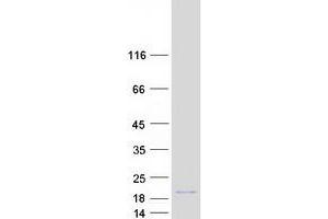 Western Blotting (WB) image for Transcription Factor MafF (MAFF) (Transcript Variant 1) protein (Myc-DYKDDDDK Tag) (ABIN2725151)