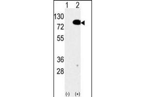Western blot analysis of anti-EIF4B Antibody (C-term) Pab (ABIN6242301 and ABIN6577381) in 293 cell line lysates transiently transfected with the EIF4B gene (2 μg/lane). (EIF4B Antikörper  (C-Term))