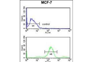 Flow cytometry analysis of MCF-7 cells (bottom histogram) compared to a negative control cell (top histogram). (RUVBL1 Antikörper)