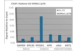 Chromatin Immunoprecipitation (ChIP) image for anti-Histone 3 (H3) (H3K9me), (pThr6) antibody (ABIN5706784)