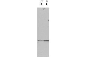 Western blot using  affinity purified anti-DAXX antibody shows detection of DAXX in RWPE-1 cell extracts. (DAXX Antikörper  (AA 261-274))