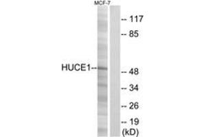 Western blot analysis of extracts from MCF-7 cells, using HUCE1 Antibody. (HUCE1 (AA 271-320) Antikörper)