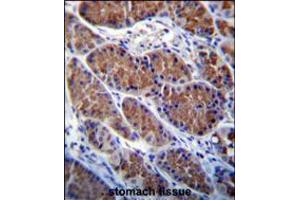 OTOP1 Antibody immunohistochemistry analysis in formalin fixed and paraffin embedded human stomach tissue followed by peroxidase conjugation of the secondary antibody and DAB staining. (Otopetrin 1 Antikörper  (AA 360-388))