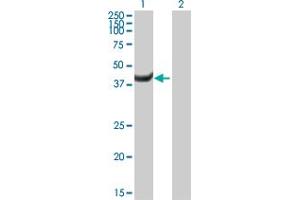 Western Blot analysis of MPI expression in transfected 293T cell line by MPI MaxPab polyclonal antibody. (MPI Antikörper  (AA 1-423))