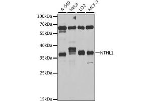 Western blot analysis of extracts of various cell lines, using NTHL1 antibody (ABIN6133465, ABIN6144895, ABIN6144896 and ABIN6222561) at 1:1000 dilution. (Nth Endonuclease III-Like 1 (NTHL1) (AA 1-280) Antikörper)