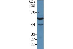 Western blot analysis of Human Jurkat cell lysate, using Human IRF3 Antibody (3 µg/ml) and HRP-conjugated Goat Anti-Rabbit antibody ( (IRF3 Antikörper  (AA 1-360))