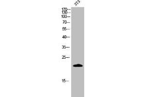Western Blot analysis of 3T3 cells using Cleaved-Caspase-4 p20 (Q81) Polyclonal Antibody