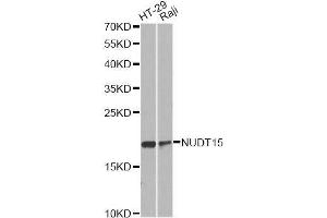 Western blot analysis of extracts of various cell lines, using NUDT15 antibody. (NUDT15 Antikörper  (AA 1-164))