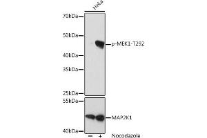 Western blot analysis of extracts of HeLa cells, using Phospho-MEK1-T292 pAb (ABIN7268635) at 1:1000 dilution or MK1 antibody (ABIN6134386, ABIN6143481, ABIN6143482 and ABIN7101408). (MEK1 Antikörper  (pThr292))