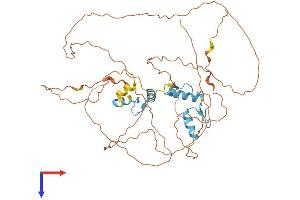 SP8 Protein (AA 1-490) (His tag)