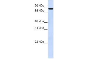 Western Blotting (WB) image for anti-Zinc Finger Protein 287 (ZNF287) antibody (ABIN2458397)