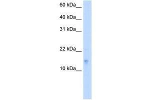 VAMP5 antibody used at 5 ug/ml to detect target protein.