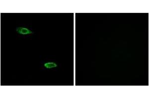 Immunofluorescence analysis of A549 cells, using OR51E2 Antibody. (PSGR Antikörper  (AA 221-270))