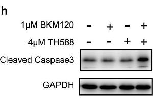 The combination of BKM120 and TH588 synergistically induces oxidative DNA damage and apoptosis. (GAPDH Antikörper)