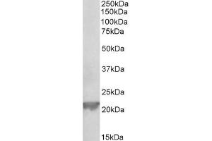 ABIN1049501 (0. (Glutathione Peroxidase 1 Antikörper  (Internal Region))