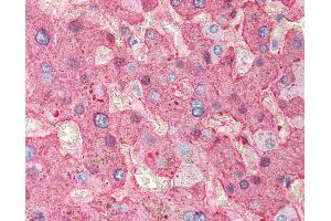 Anti-Fibrinogen antibody IHC of human liver. (Fibrinogen Antikörper)