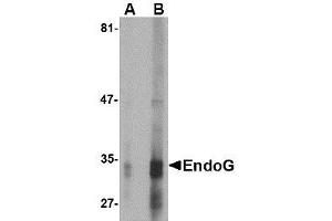 Image no. 1 for anti-Endonuclease G (ENDOG) (AA 76-170) antibody (ABIN1491656) (Endonuclease G Antikörper  (AA 76-170))
