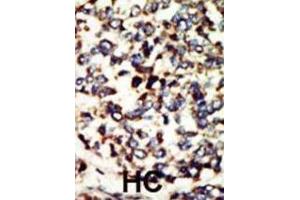 Immunohistochemistry (IHC) image for anti-NEK7 (NEK7) antibody (ABIN3003666) (NEK7 Antikörper)