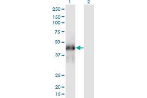 Western Blot analysis of FAM122A expression in transfected 293T cell line by FAM122A monoclonal antibody (M03), clone 3E9. (FAM122A Antikörper  (AA 1-287))