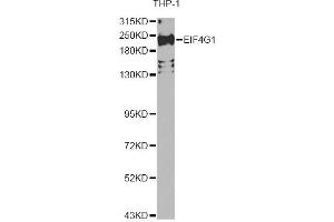 Western blot analysis of extracts of THP-1 cells, using EIF4G1 Antibody. (EIF4G1 Antikörper)