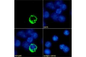 Immunofluorescence staining of mouse splenocytes using anti-TCR antibody Desire-1. (Rekombinanter T Cell Receptor Antikörper)