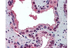 Anti-PABPN1 antibody IHC of human prostate. (PABPN1 Antikörper  (N-Term))