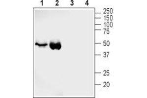 Western Blotting (WB) image for anti-Solute Carrier Family 2 (Facilitated Glucose Transporter), Member 4 (SLC2A4) (AA 495-507), (Intracellular) antibody (ABIN7043700)