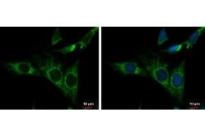 ICC/IF Image NDUFS3 antibody detects NDUFS3 protein at mitochondria by immunofluorescent analysis.