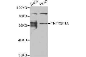 Western blot analysis of extracts of HeLa and HL60 cell lines, using TNFRSF1A antibody. (TNFRSF1A Antikörper)