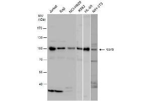 WB Image CD71 antibody detects CD71 protein by western blot analysis. (Transferrin Receptor Antikörper)