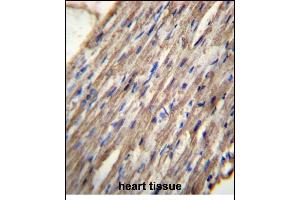 C10orf129 Antibody (C-term) (ABIN656532 and ABIN2845798) immunohistochemistry analysis in formalin fixed and paraffin embedded human heart tissue followed by peroxidase conjugation of the secondary antibody and DAB staining. (C10ORF129 Antikörper  (C-Term))