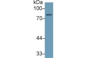 Detection of 5-LO in Human Placenta lysate using Monoclonal Antibody to 5-Lipoxygenase (5-LO) (ALOX5 Antikörper  (AA 461-671))