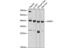 Western blot analysis of extracts of various cell lines, using  antibody (ABIN6127458, ABIN6137179, ABIN6137181 and ABIN6222596) at 1:1000 dilution. (Asialoglycoprotein Receptor 1 Antikörper  (AA 1-150))