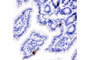 IHC analysis of Peptide YY using anti-Peptide YY antibody (ABIN4886709).
