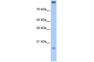 Claudin 11 antibody used at 0. (Claudin 11 Antikörper)