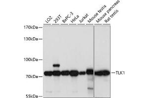 Western blot analysis of extracts of various cell lines, using TLK1 antibody (ABIN7270859) at 1:1000 dilution. (TLK1 Antikörper  (AA 160-230))