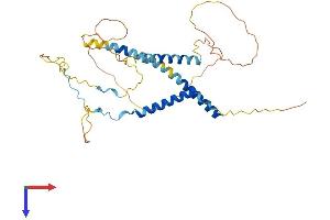MFF Protein (AA 1-342) (His tag)