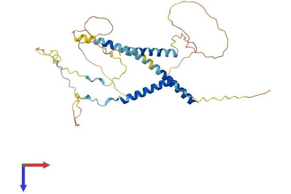MFF Protein (AA 1-342) (His tag)