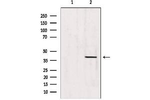 Western blot analysis of extracts from 293, using Caper Antibody. (ATP6AP2 Antikörper  (Internal Region))