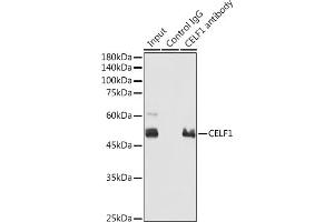 Immunoprecipitation analysis of 300 μg extracts of 293T cells using 3 μg CELF1 antibody (ABIN6131012, ABIN6138399, ABIN6138400 and ABIN6221641). (CELF1 Antikörper  (AA 108-483))