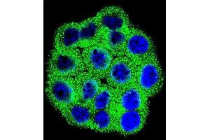 Immunofluorescence (IF) image for anti-Cyclin-Dependent Kinase Inhibitor 2B (p15, Inhibits CDK4) (CDKN2B) (AA 102-130), (C-Term) antibody (ABIN656561)