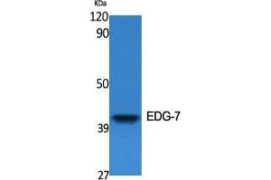 Western Blot (WB) analysis of specific cells using EDG-7 Polyclonal Antibody. (LPAR3 Antikörper  (C-Term))