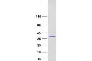 Validation with Western Blot (C11ORF58 Protein (Transcript Variant 2) (Myc-DYKDDDDK Tag))