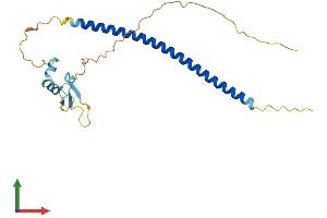 AlphaFold protein structure predicition of Human Recombinant ZBED2 Protein, UniprotID Q9BTP6